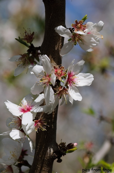 almond blossoms in bloom2010d10c073.jpg
